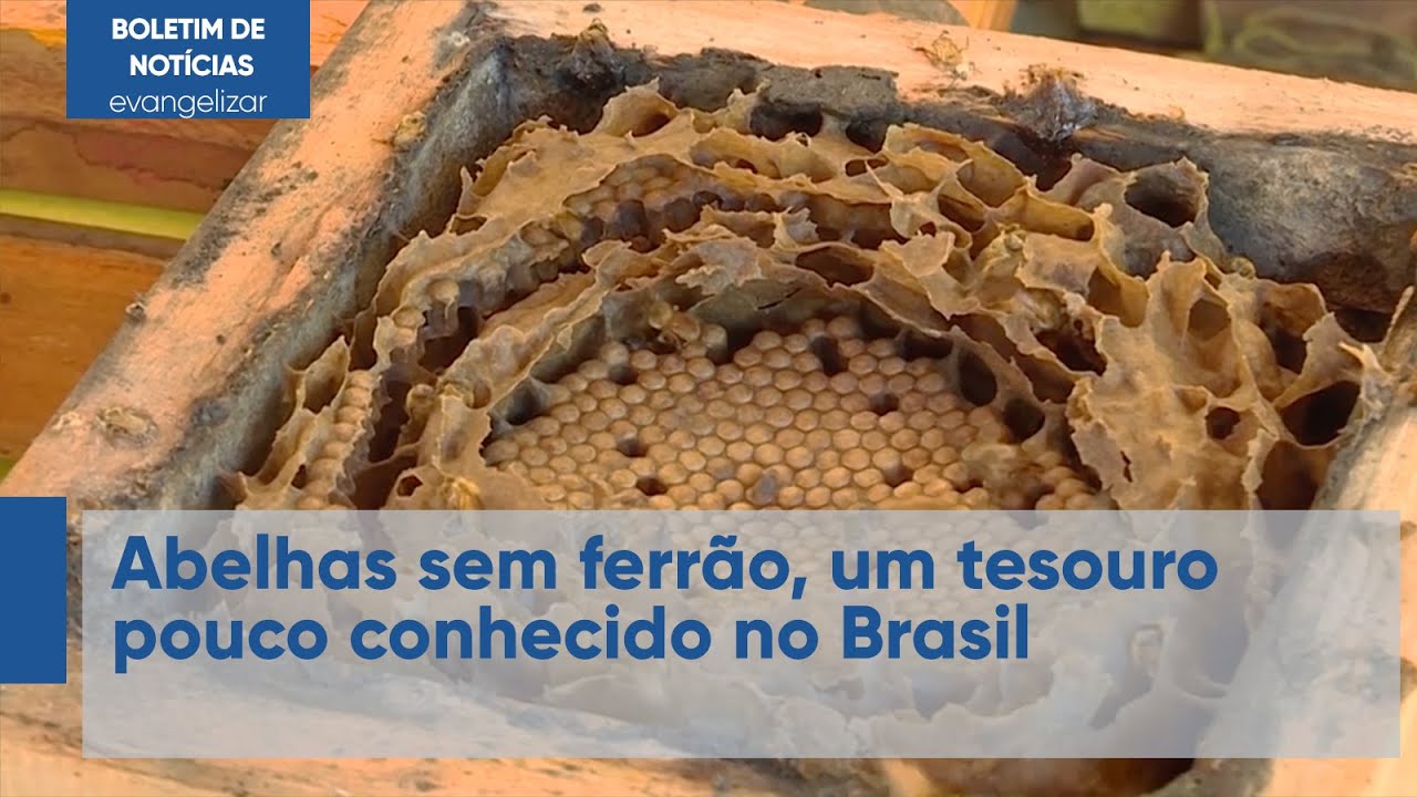 Abelhas sem ferrão, um tesouro pouco conhecido no Brasil | Boletim de Notícias | 31/07/22